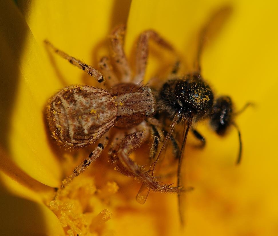 Xysticus sp.